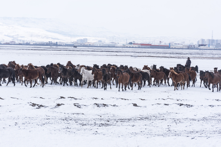 horses in cold, horses waiting on snowの写真素材