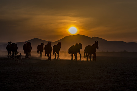 silhouetted horses at sunsetの写真素材
