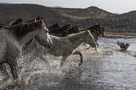 water-horsesの写真素材