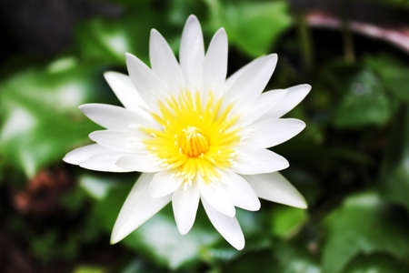 White lotus in a pondの写真素材