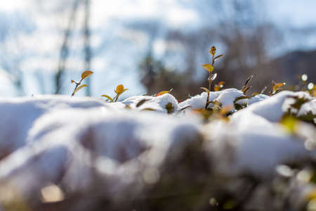 Brilliant  trees leaves sprout up from snow coveredの写真素材