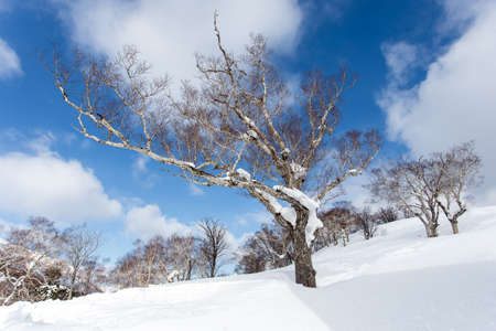 brightly-blue sky and asleep treesの写真素材