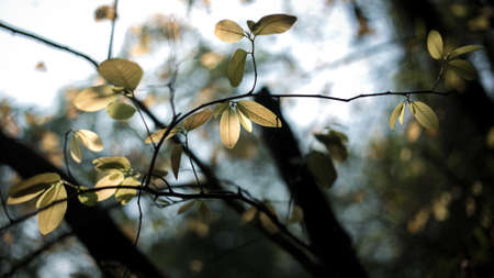 Selective Focus branch with autumn leaves against the sunlightの写真素材