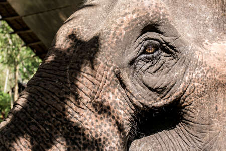 Elephant's Eye close upの写真素材