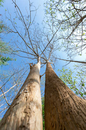 Twin asleep tree in a wood with blue skyの写真素材