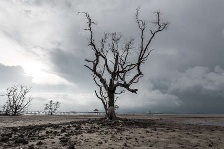 Lonely dead tree on dirty beachの写真素材