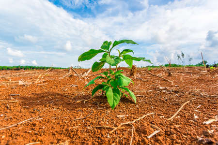 Young plant  growing Amid Droughtの写真素材
