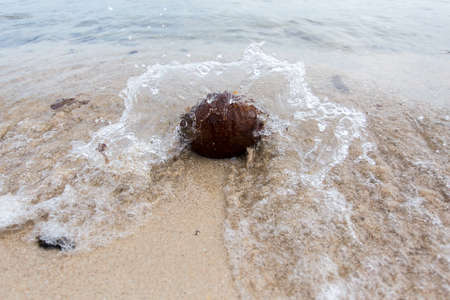 Waves crash Dry coconutの写真素材