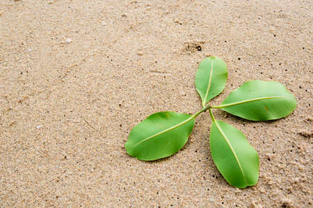 Green leaf drop on sand beachの写真素材