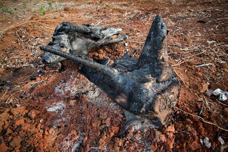 black charred remains of  wood as fireの写真素材