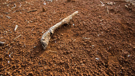 branch stick in dry  soil
