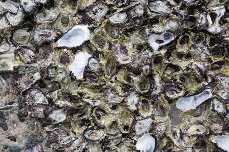 many Oyster texture backgroundの写真素材
