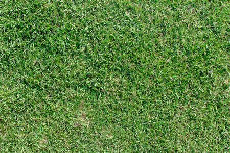 Green grass  texture backgroundの写真素材