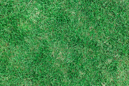 Green grass  texture backgroundの写真素材