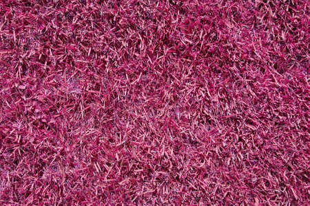 pink grass  texture backgroundの写真素材