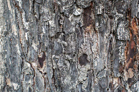 Tree bark texture の写真素材