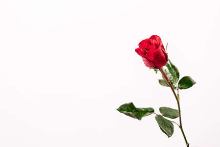 red rose isolated on white background - Imageの写真素材