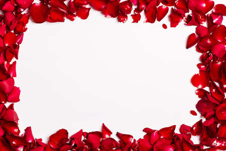 red rose petals frame on white backgroundの写真素材