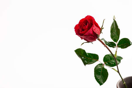 red rose isolated on white background - Imageの写真素材