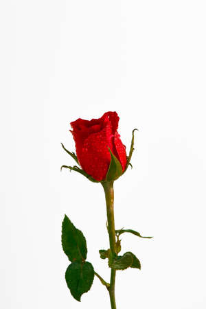 red rose isolated on white background - Imageの写真素材