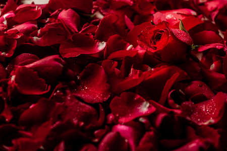 red rose in many petalsの写真素材