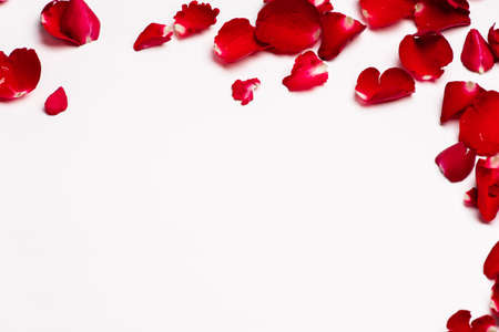red rose petals frame on white background