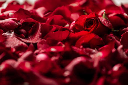 red rose in many petalsの写真素材