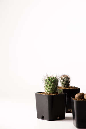 Collection of various cactus  in black  pots.の写真素材