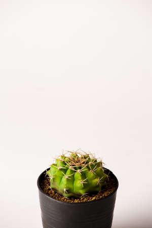 melocactus in black  pots.の写真素材