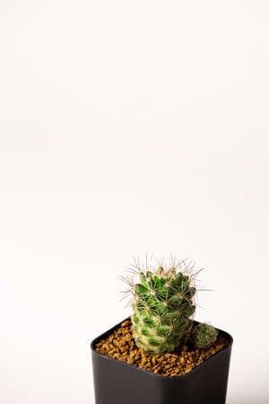 Collection of various cactus  in black  pots.の写真素材