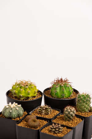 Collection of various cactus  in black  pots.の写真素材