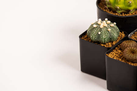 Collection of various cactus  in black  pots.の写真素材