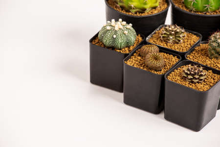 Collection of various cactus  in black  pots.の写真素材