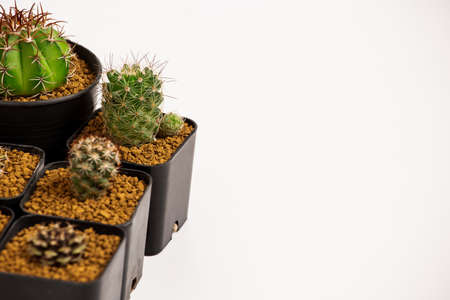 Collection of various cactus  in black  pots.の写真素材