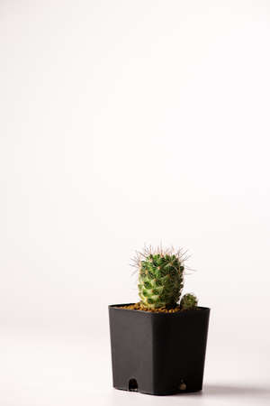 Collection of various cactus  in black  pots.の写真素材