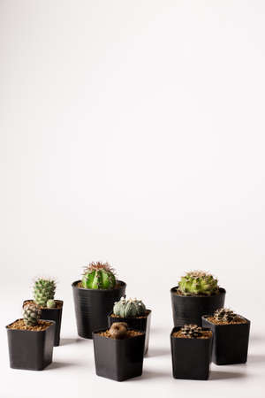 Collection of various cactus  in black  pots.の写真素材