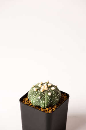astrophytum cactus  in black  pots.の写真素材