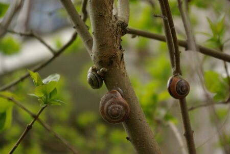 snailsの写真素材