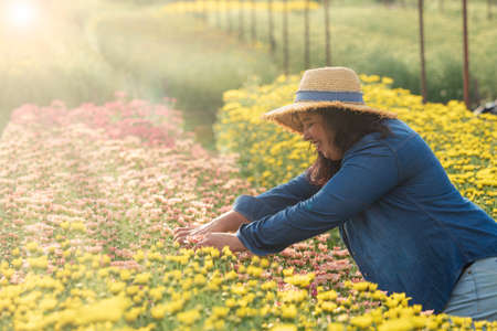 Lady gardener with hat on  cutting flower in the chrysanthemum farm on beautiful day with sun rays shine in the background. Copy space to use.の写真素材