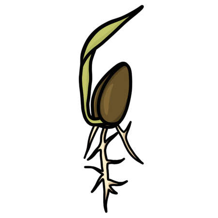 Sprouting Seedlingのイラスト素材