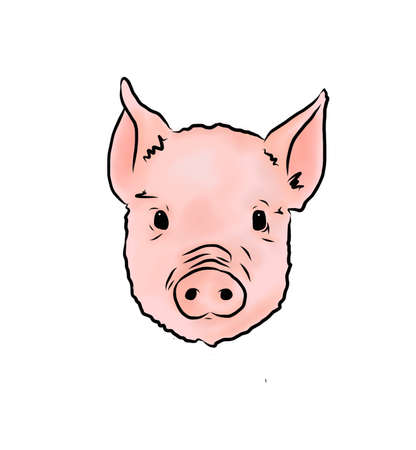 Pig/Piglet illustrationの写真素材