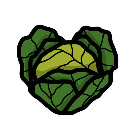 Heart shaped cabbageの写真素材
