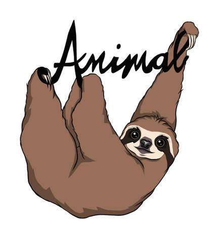 Cute hanging Sloth isolated on whiteのイラスト素材