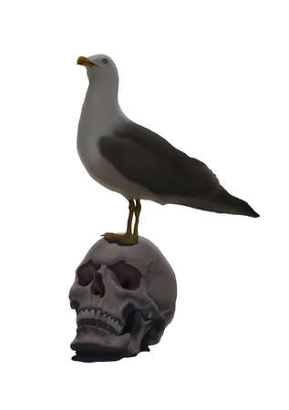 Seagull Sitting on a Human Skullのイラスト素材