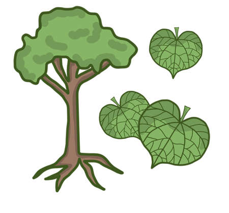 trees and leaves setの写真素材