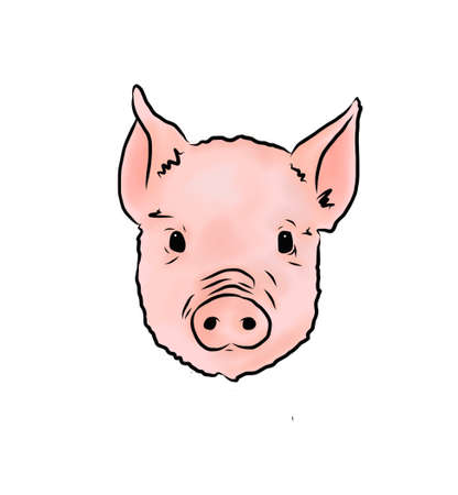 Cute Pig Illustrationの写真素材