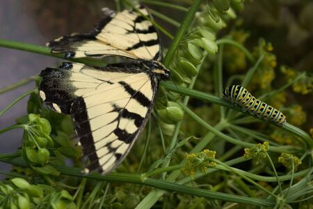 A beautiful butterfly meets a black swallowtail caterpillar on a branchの写真素材