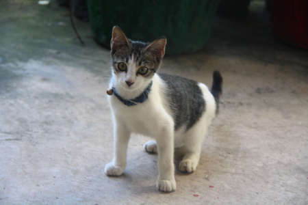 Cute Cat with bell on neckの写真素材