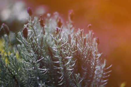 Blur lavender background with morning lightの写真素材