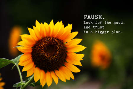 Inspirational wording with sunflower backgroundの写真素材